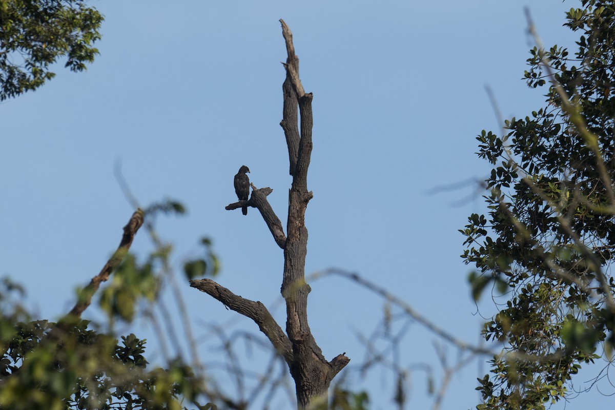 Changeable Hawk-Eagle (Changeable) - ML641496383