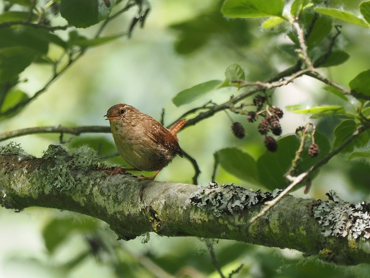 Eurasian Wren - ML641496414