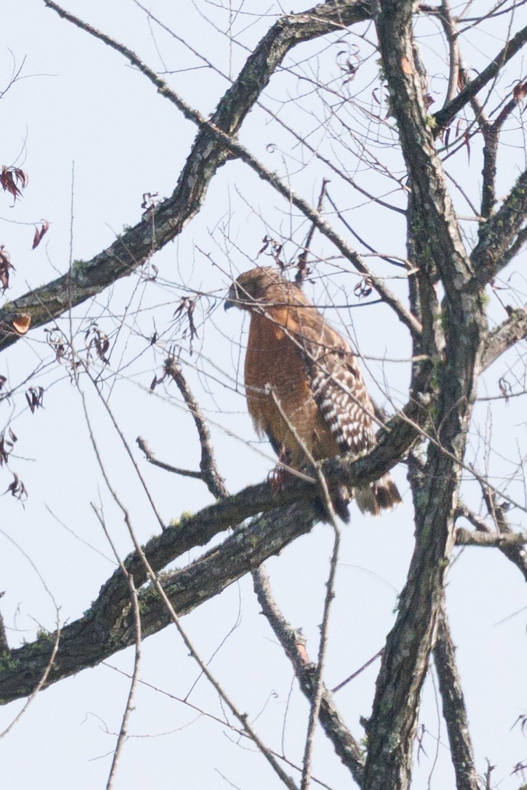 káně rudochvostá - ML641496447