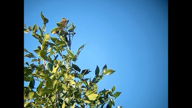 Dickcissel - ML641496511