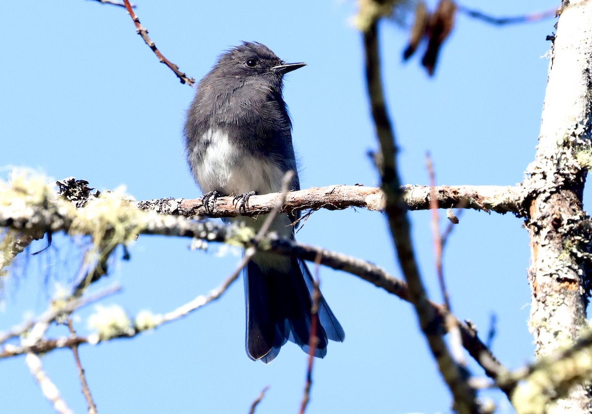 Black Phoebe - ML641496534