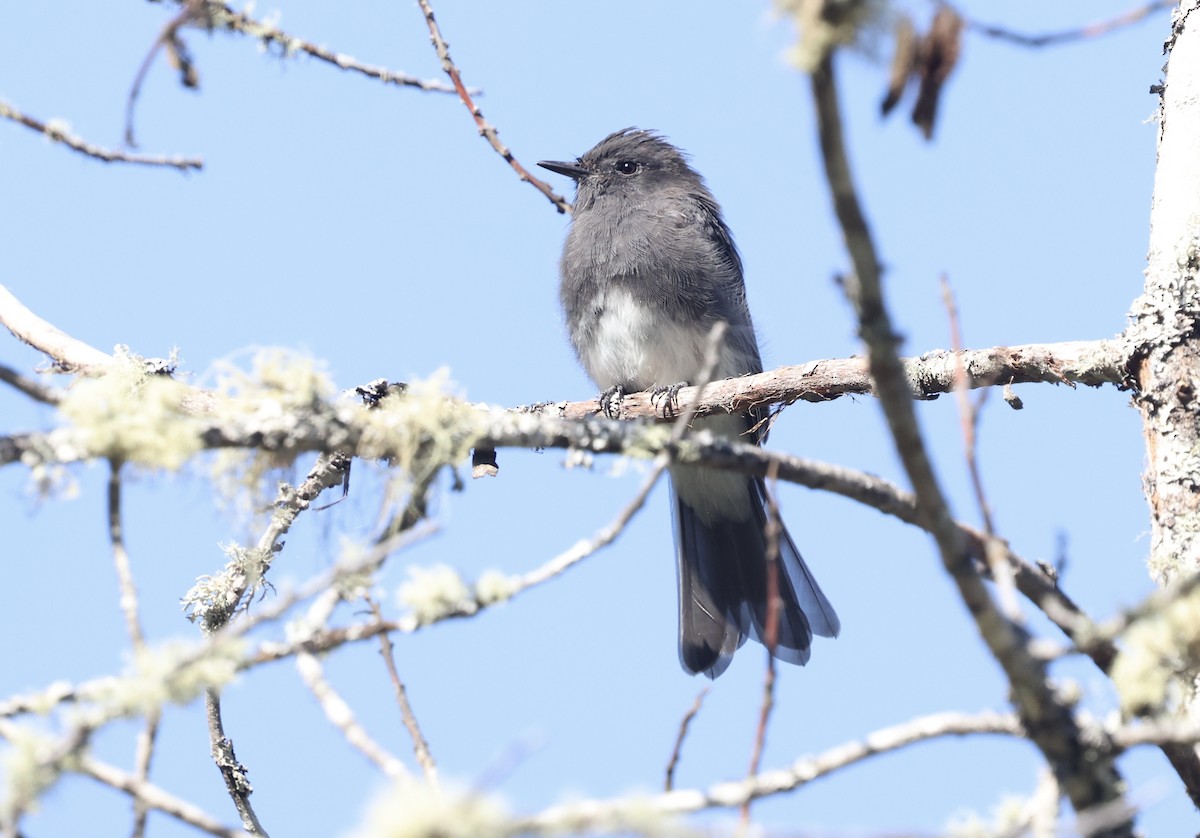 Black Phoebe - ML641496535