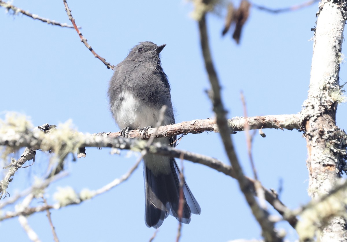 Black Phoebe - ML641496536