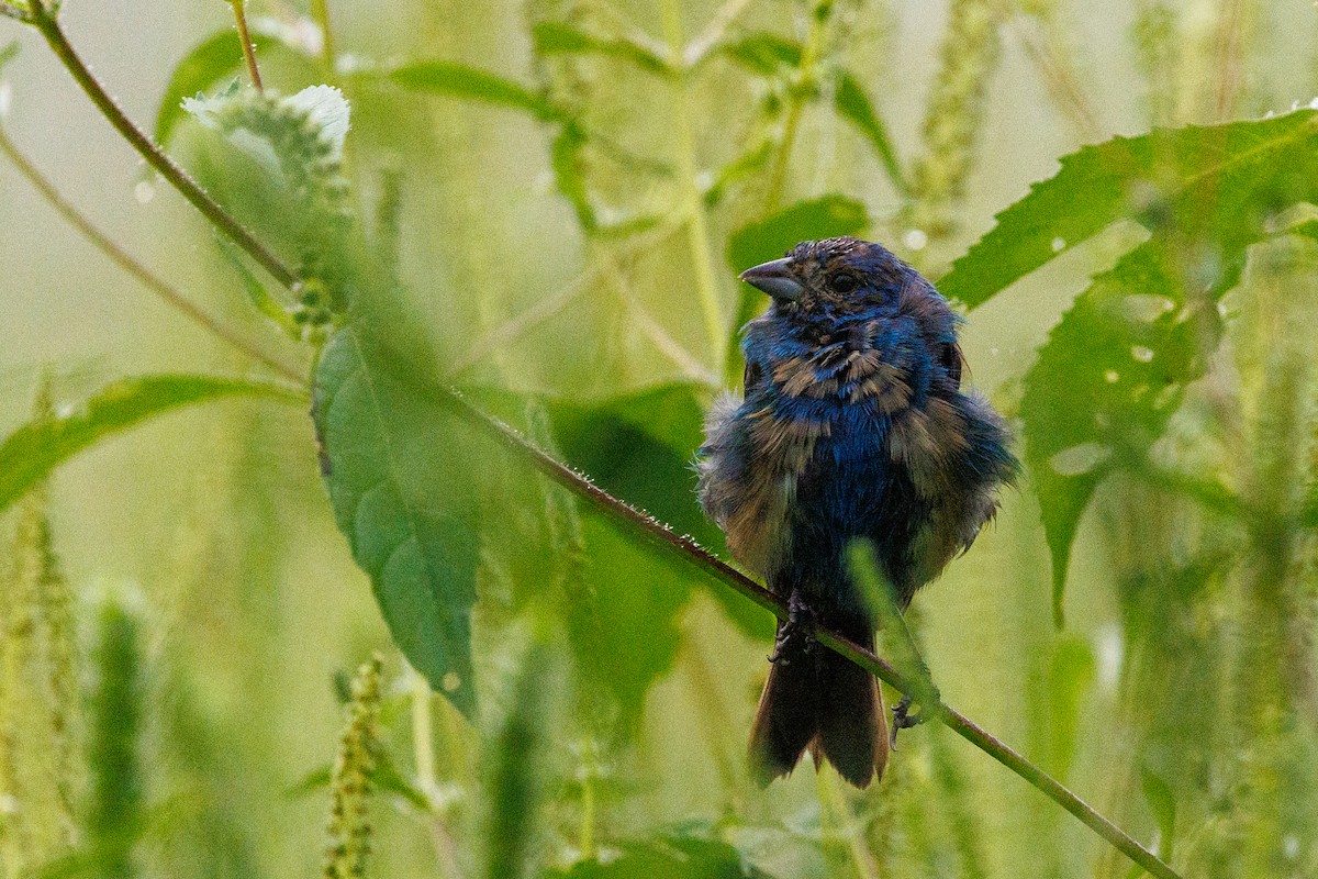 papežík indigový - ML641496579