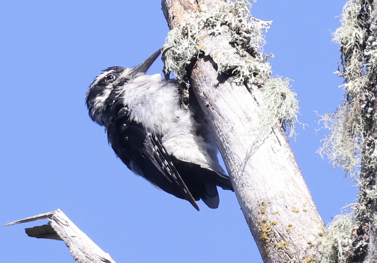 strakapoud americký [skupina harrisi] - ML641496611