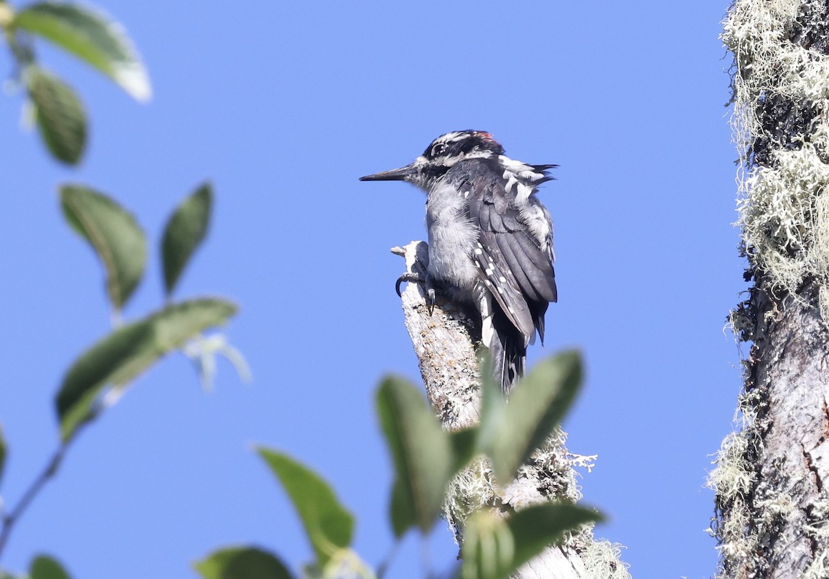 strakapoud americký [skupina harrisi] - ML641496612