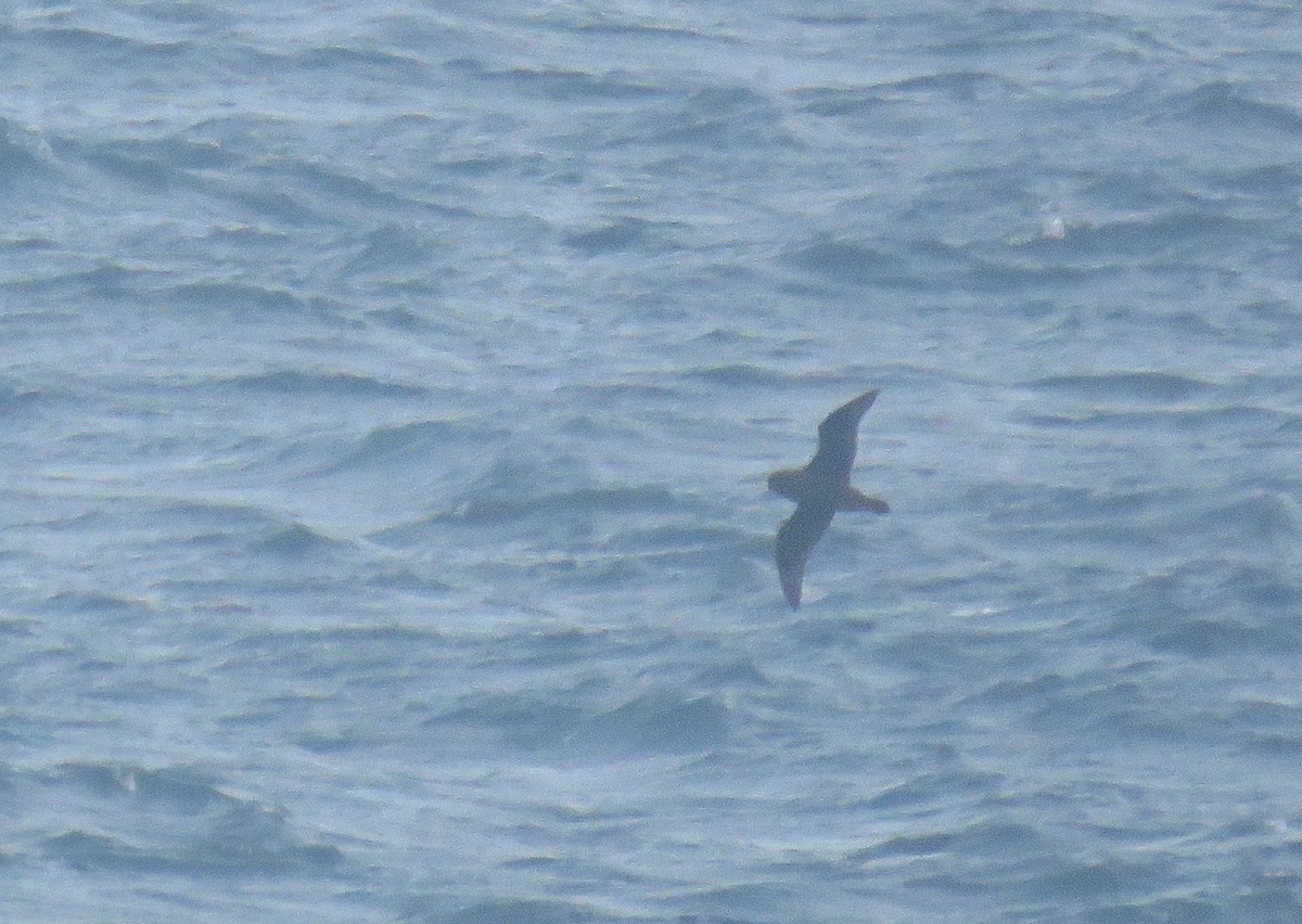 White-chinned Petrel - ML641496625