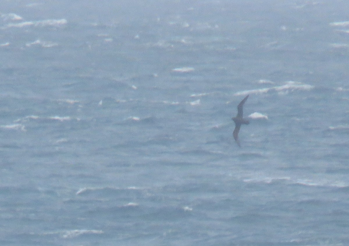 White-chinned Petrel - ML641496626