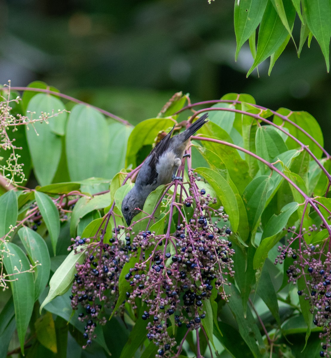 Plain-colored Tanager - ML641496632