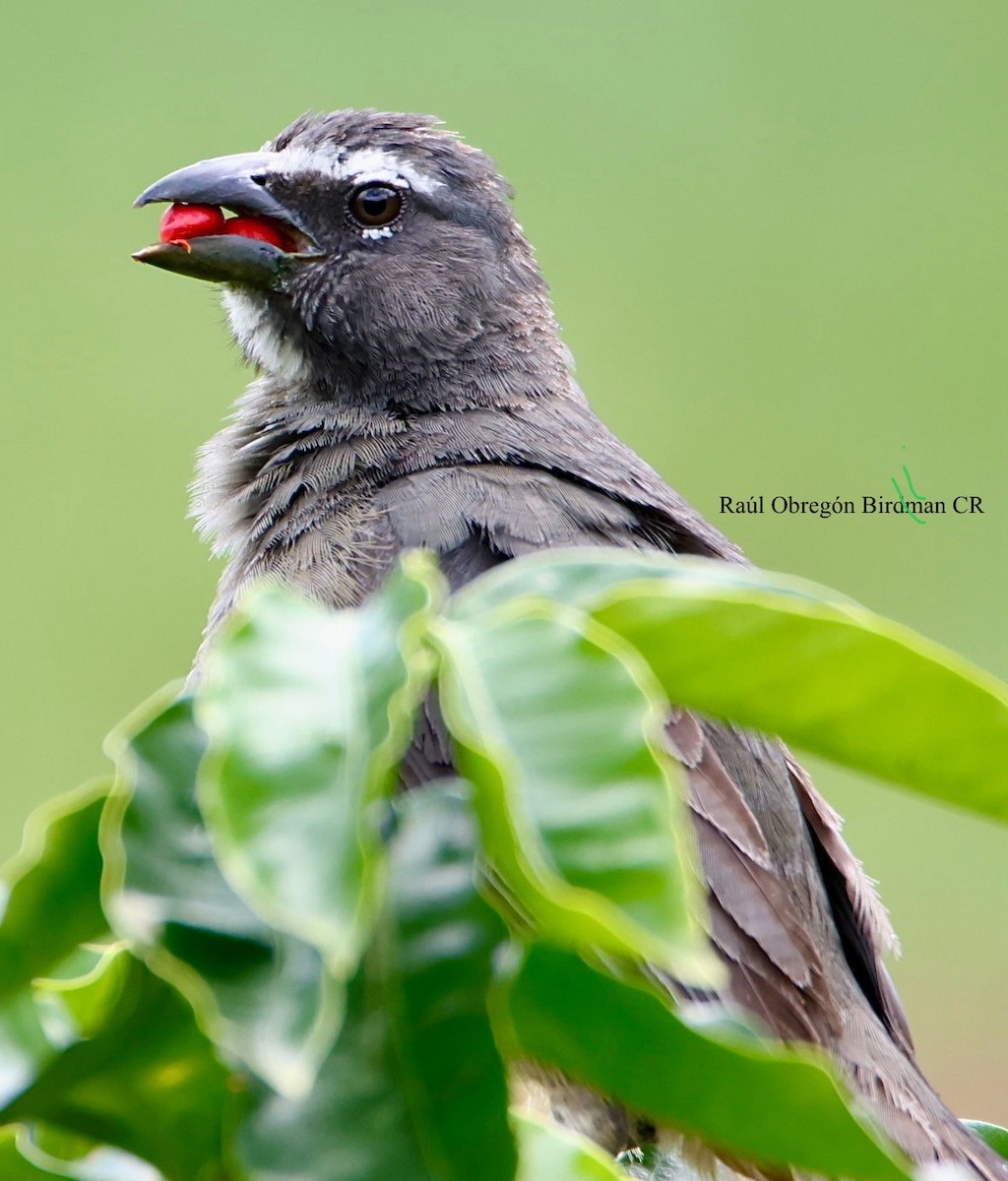 Cinnamon-bellied Saltator - ML641496642