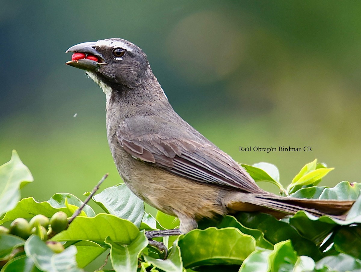 Cinnamon-bellied Saltator - ML641496643
