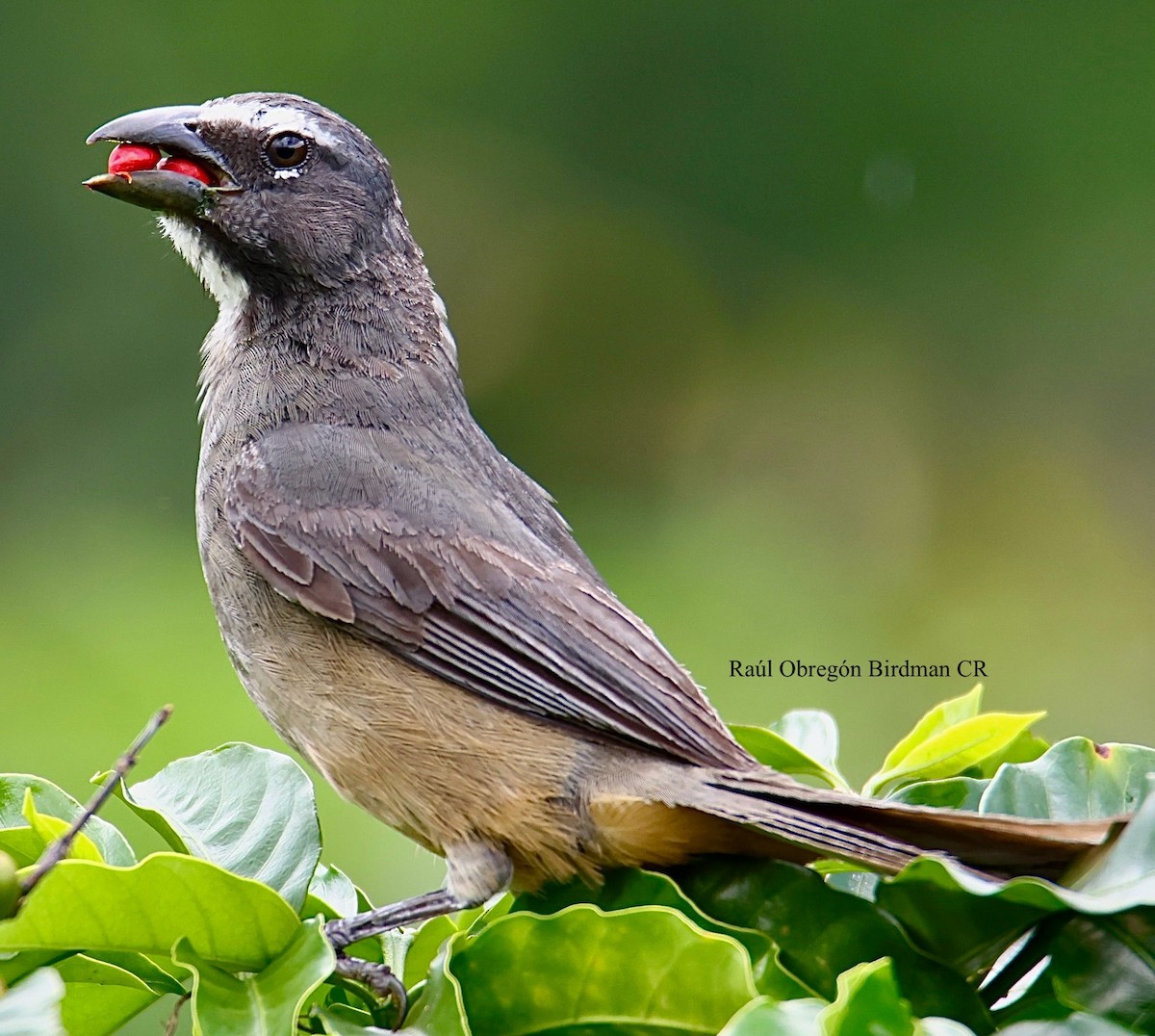 Cinnamon-bellied Saltator - ML641496644