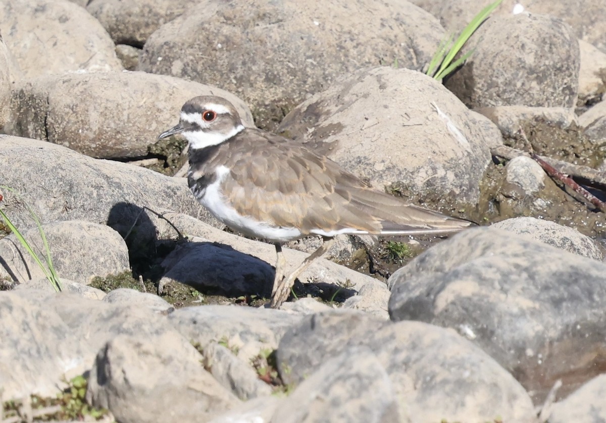 kulík rezavoocasý - ML641496652