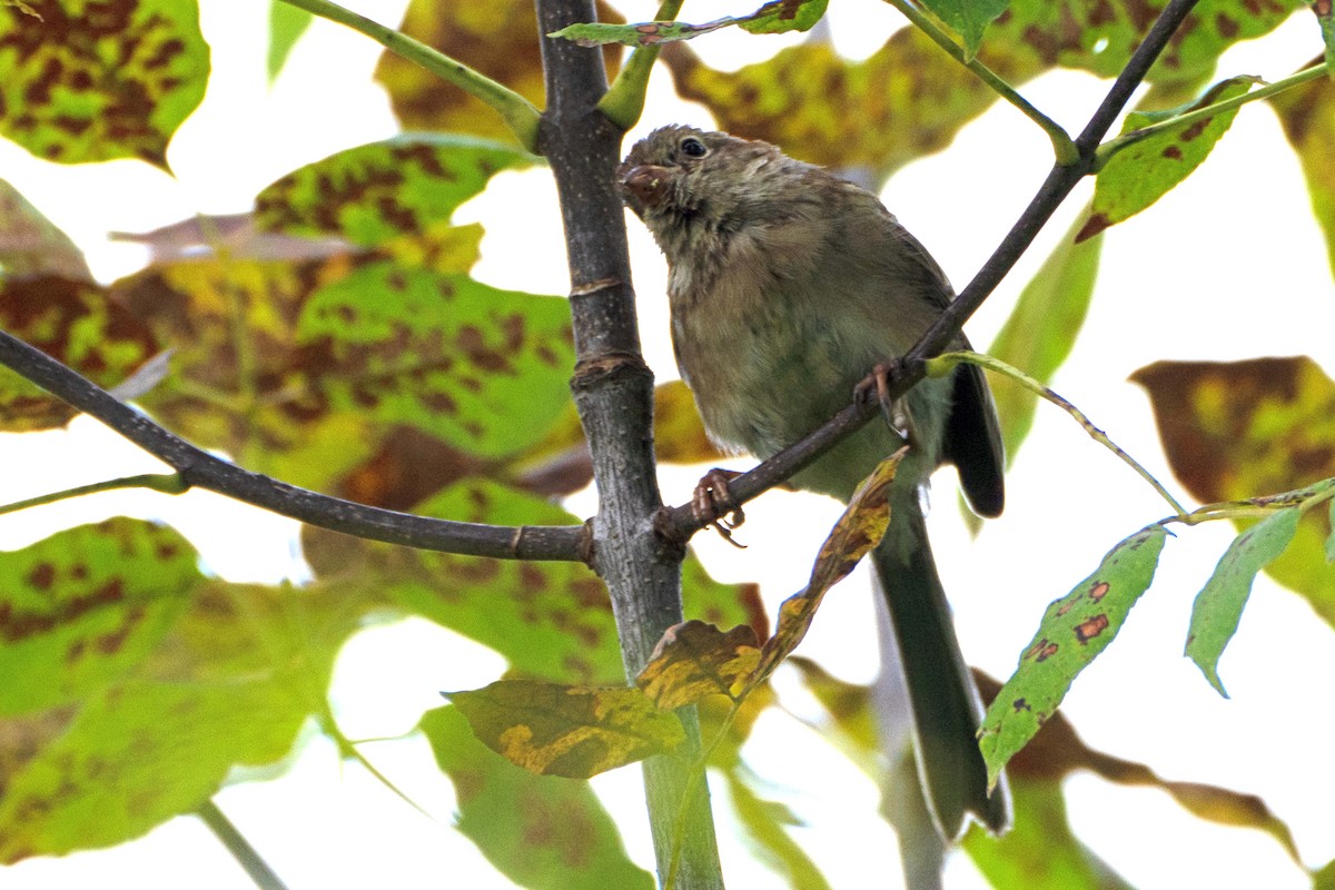 Field Sparrow - ML641496653