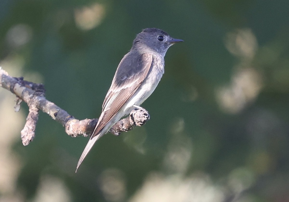 Western Wood-Pewee - ML641496677