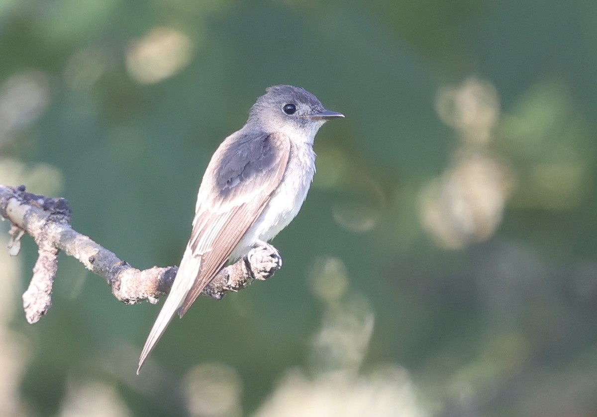 Western Wood-Pewee - ML641496678