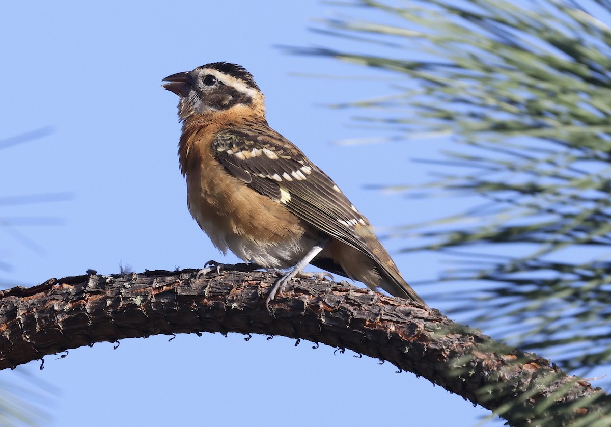 Black-headed Grosbeak - ML641496754