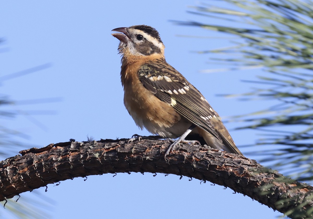 Black-headed Grosbeak - ML641496755