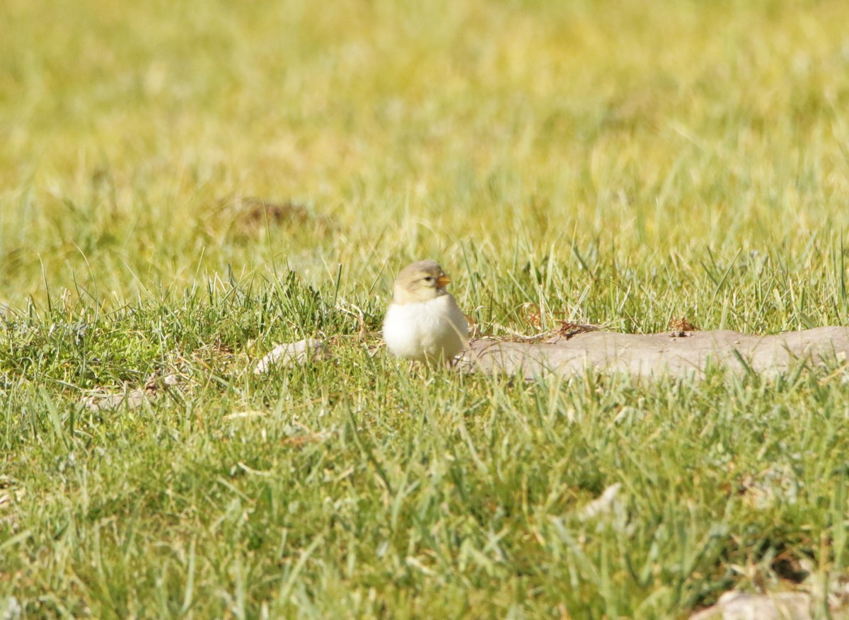 Blanford's Snowfinch - ML641496760