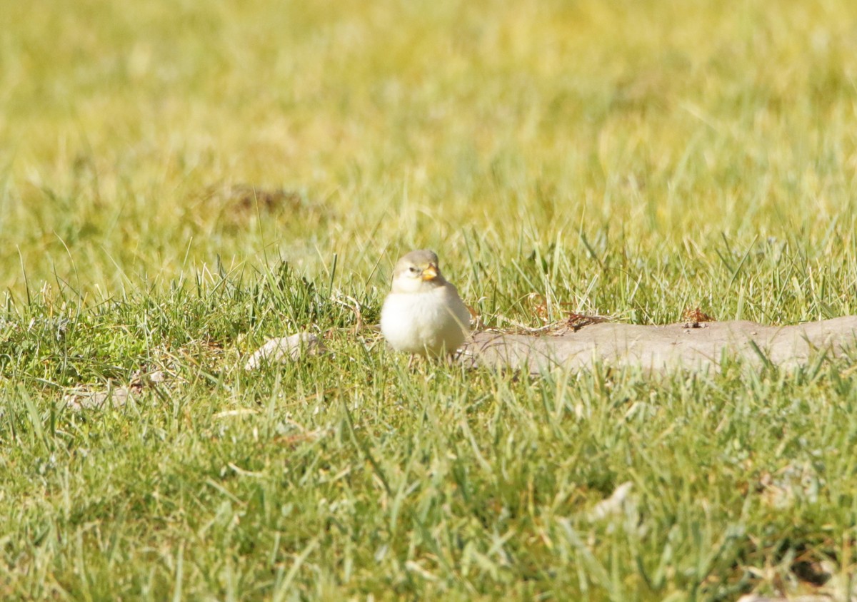 Blanford's Snowfinch - ML641496761
