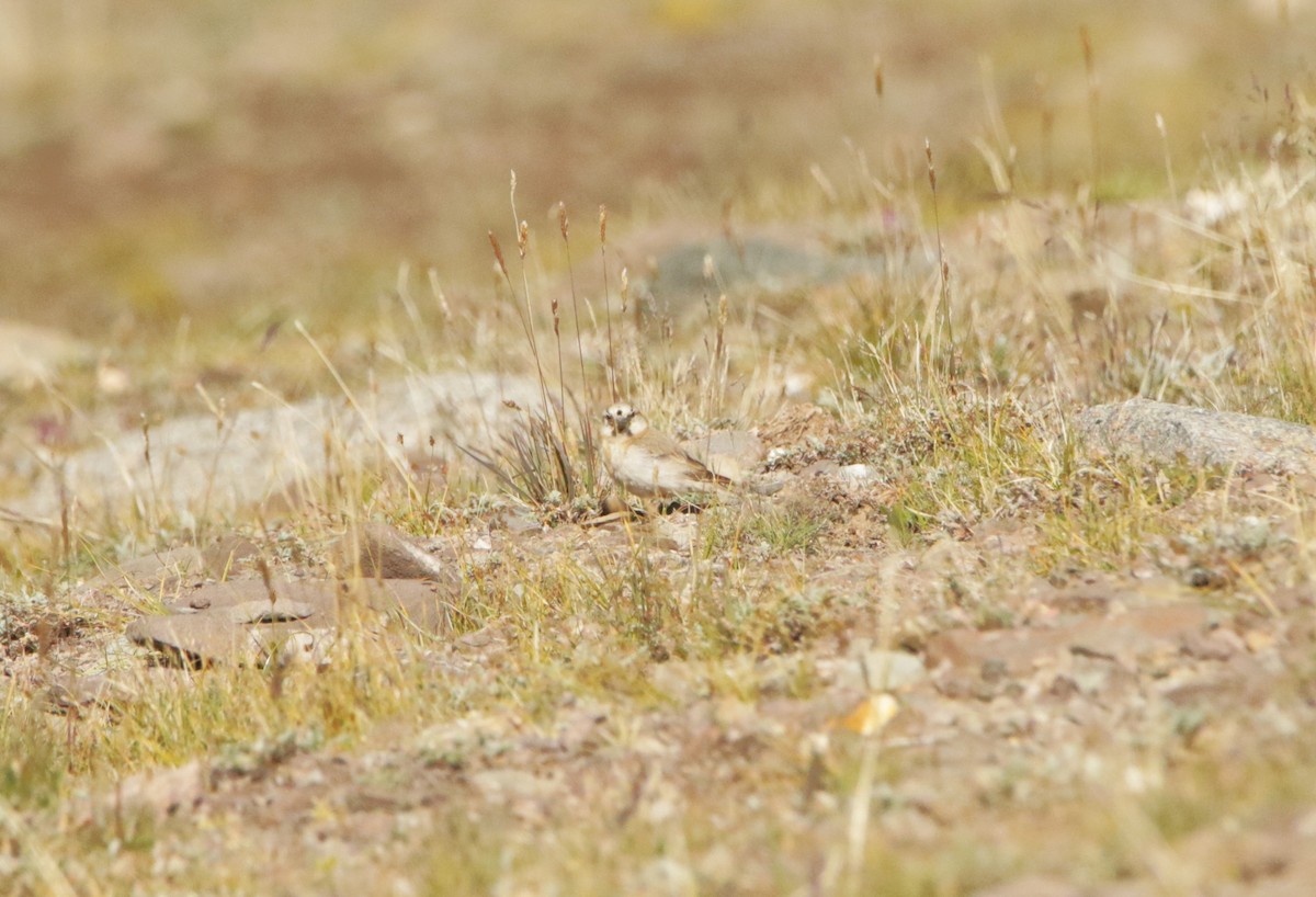 Blanford's Snowfinch - ML641496762