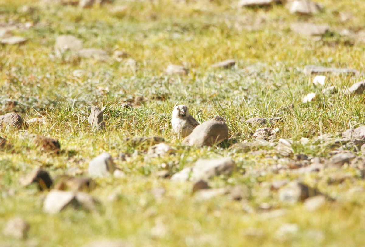 Blanford's Snowfinch - ML641496763