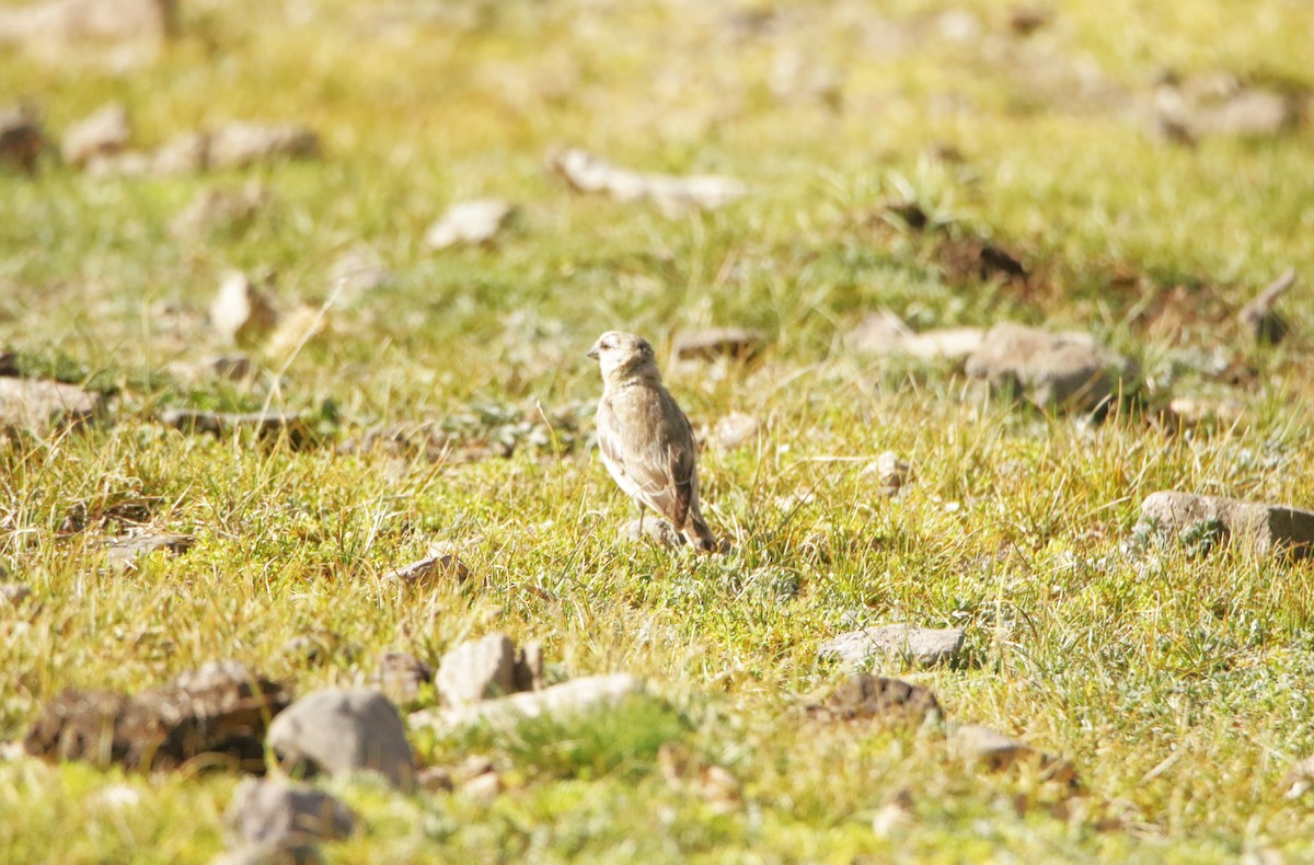 Blanford's Snowfinch - ML641496764