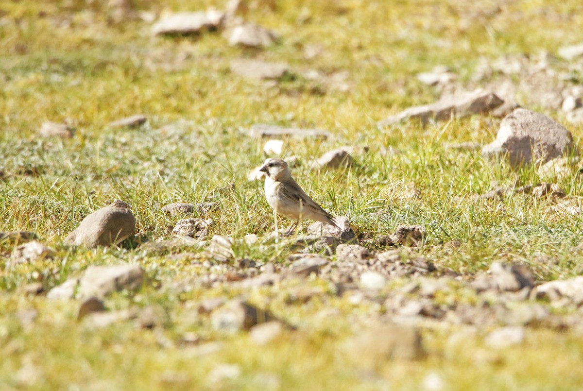 Blanford's Snowfinch - ML641496765
