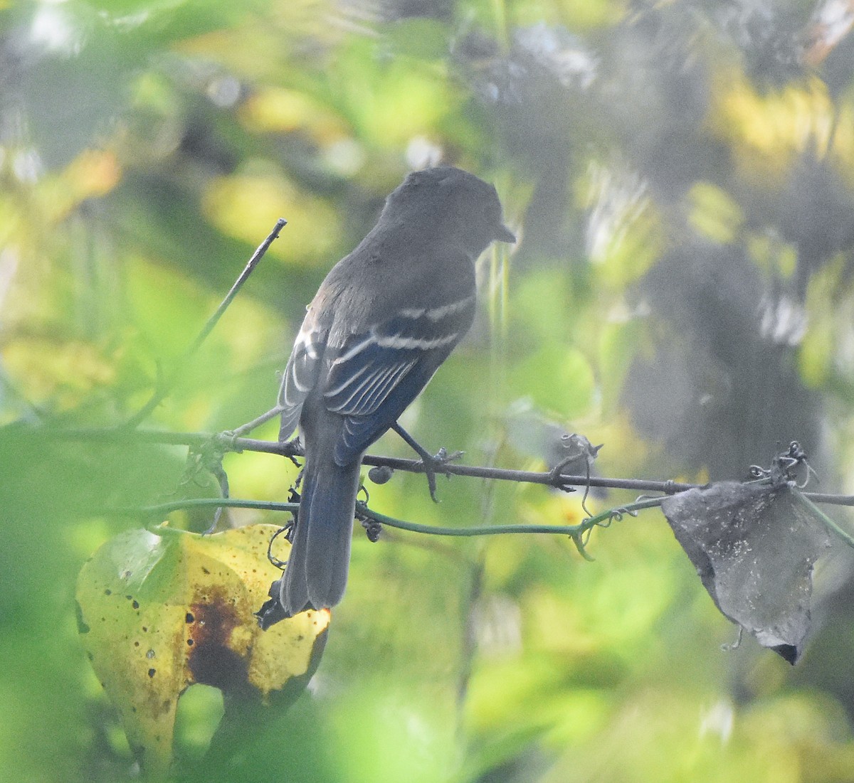 Alder Flycatcher - ML641496793