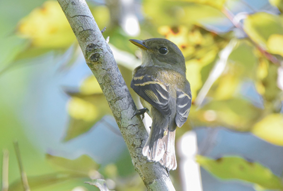 Alder Flycatcher - ML641496794
