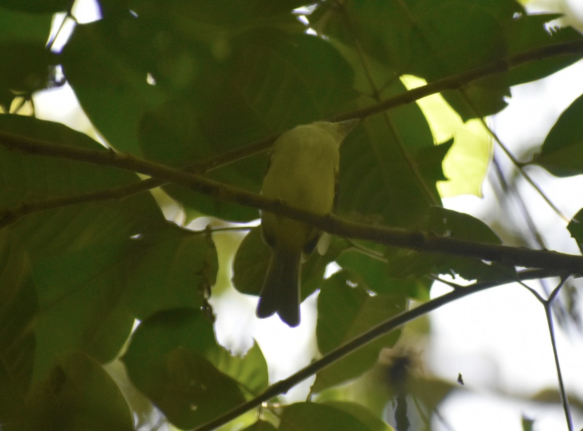 Lesser Greenlet - ML641496799