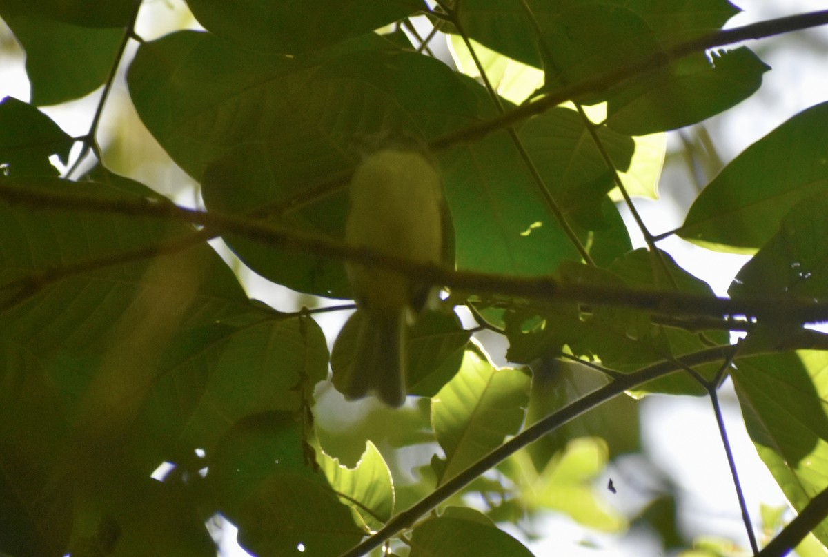 Lesser Greenlet - ML641496800
