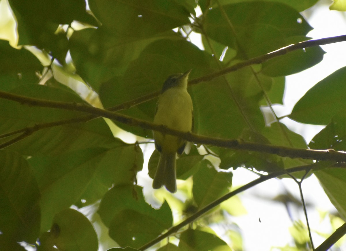 Lesser Greenlet - ML641496801