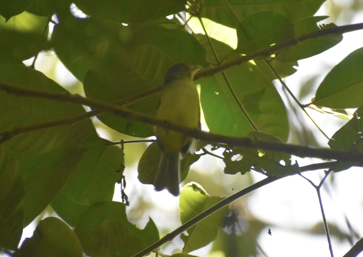 Lesser Greenlet - ML641496802