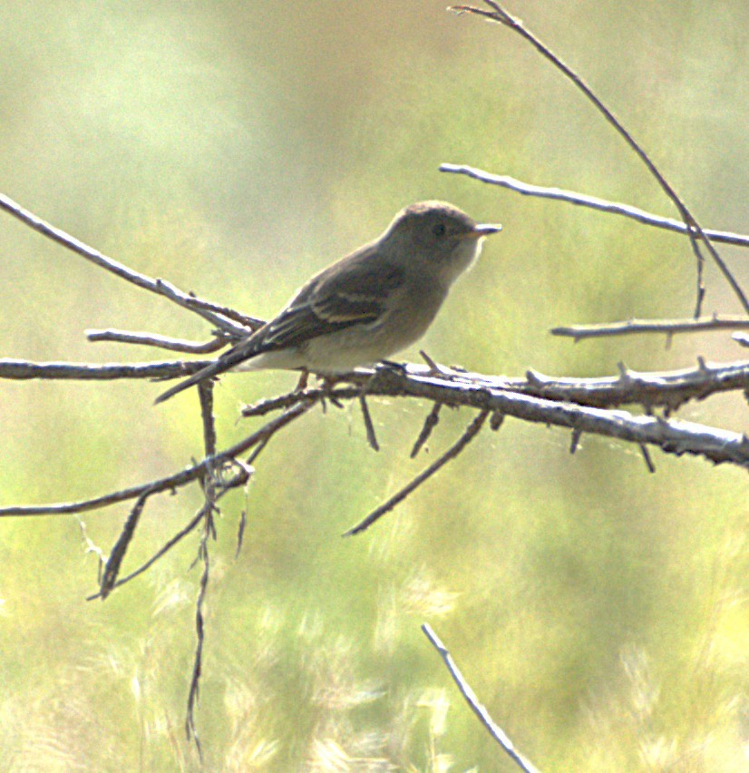 Western Wood-Pewee - ML641496815
