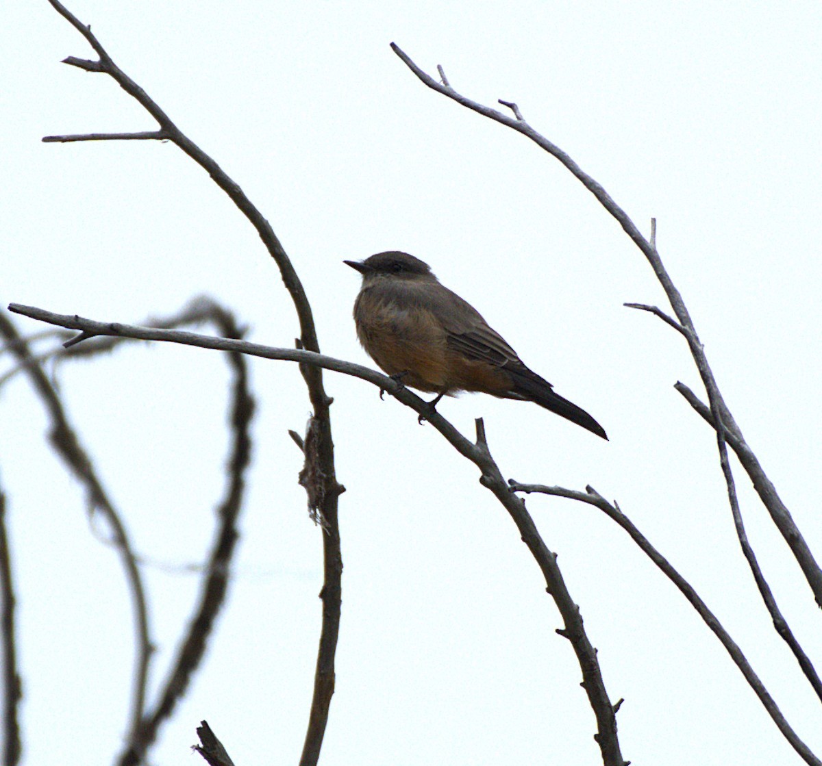 Say's Phoebe - ML641496835