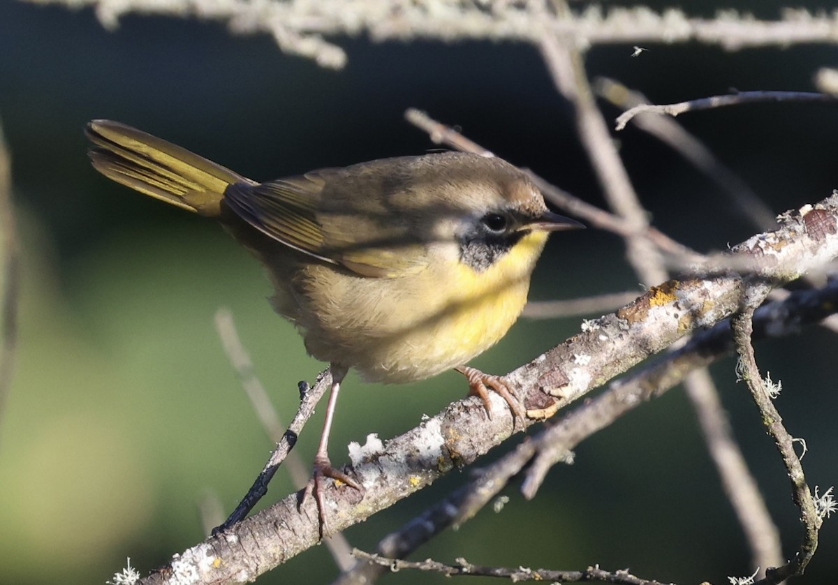 lesňáček žlutohrdlý - ML641496838