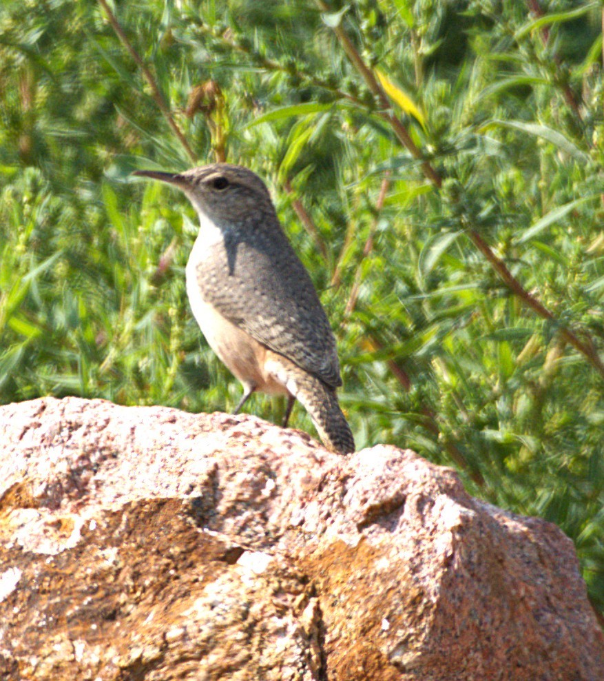 Rock Wren - ML641496861