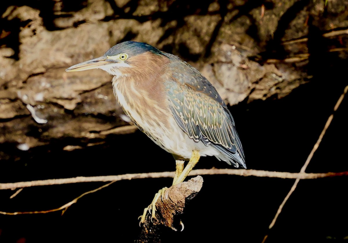 volavka zelenavá - ML641496863