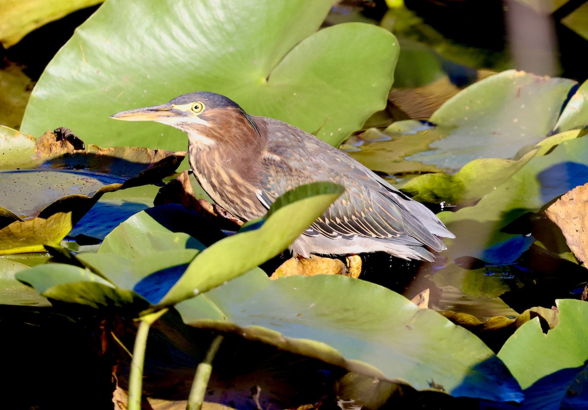 volavka zelenavá - ML641496864