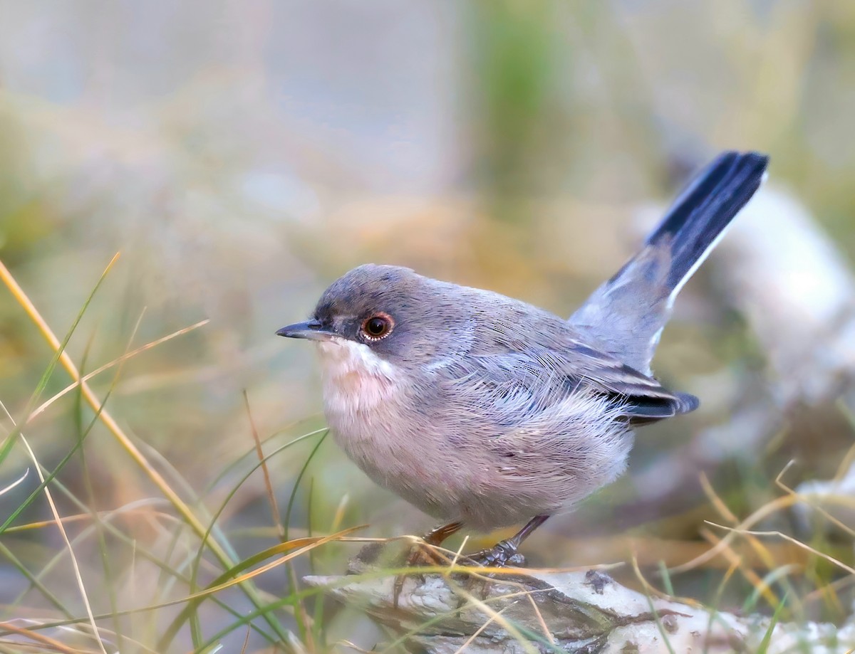 Menetries's Warbler - ML641496865