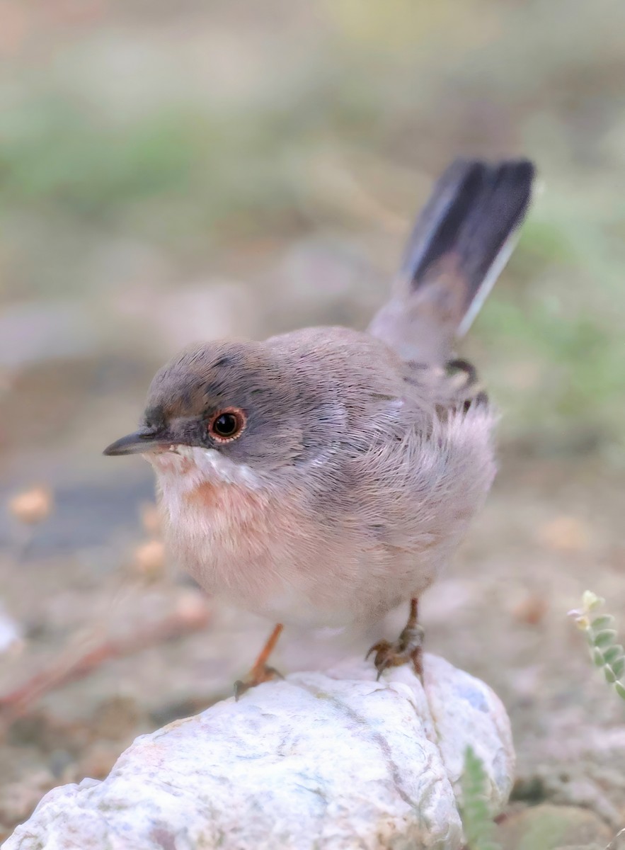 Menetries's Warbler - ML641496867