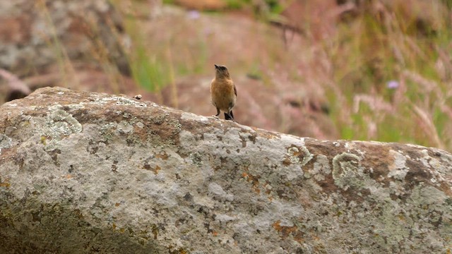 Buff-streaked Chat - ML641496868