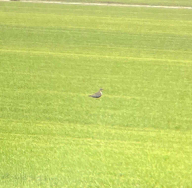 American Golden-Plover - ML641496925