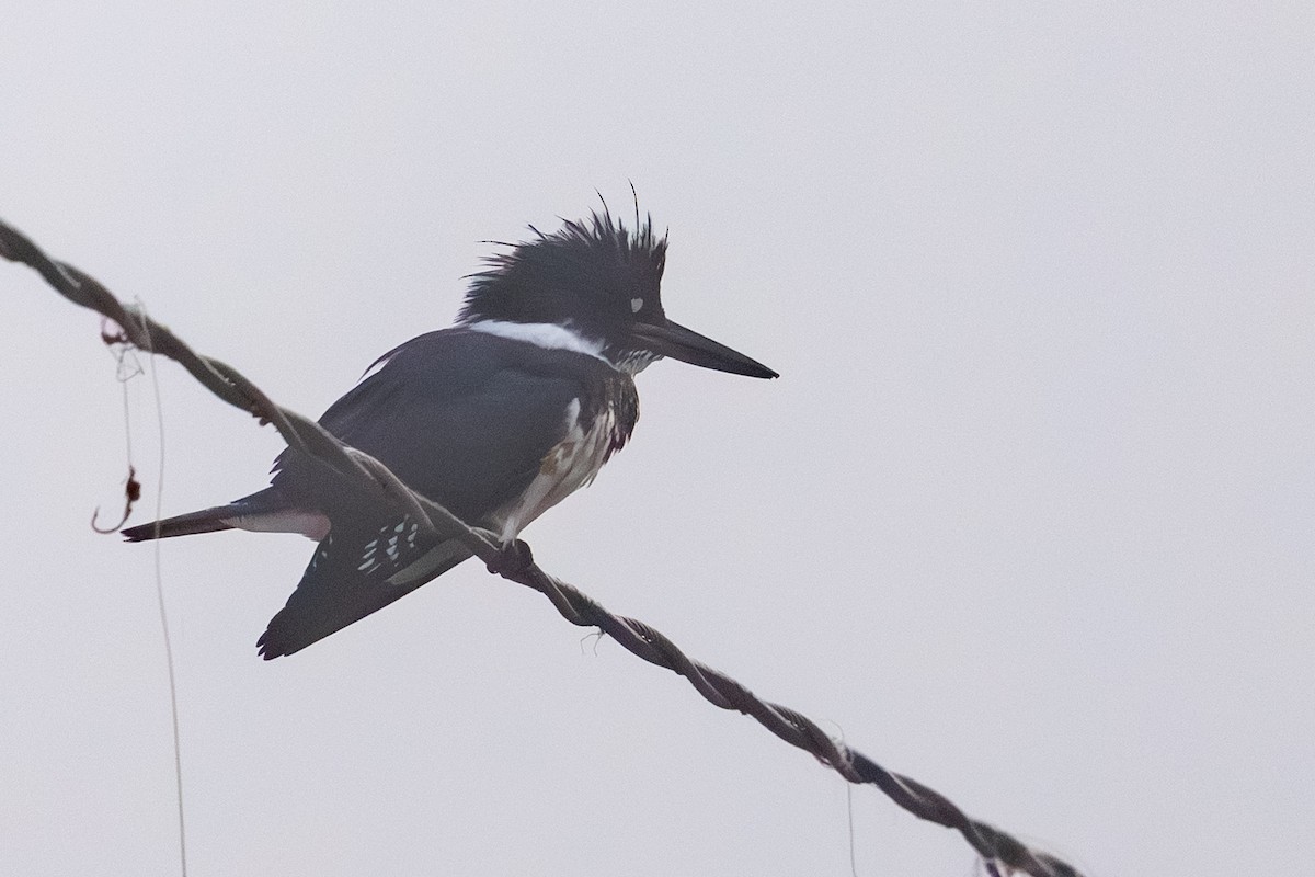 rybařík pruhoprsý - ML641496966