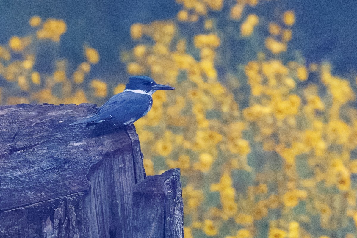 rybařík pruhoprsý - ML641496967