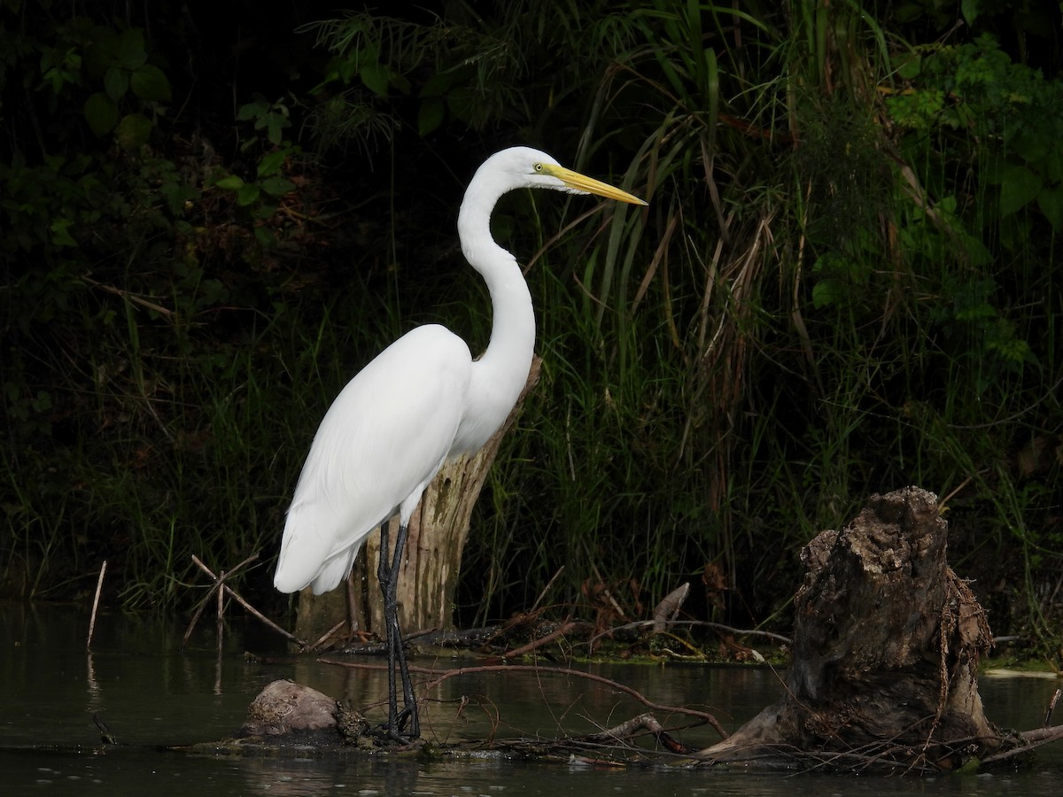 Grande Aigrette - ML641496976