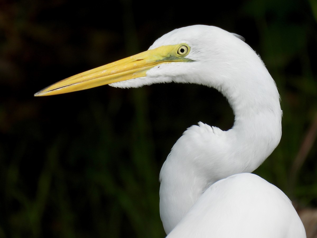 Grande Aigrette - ML641496978