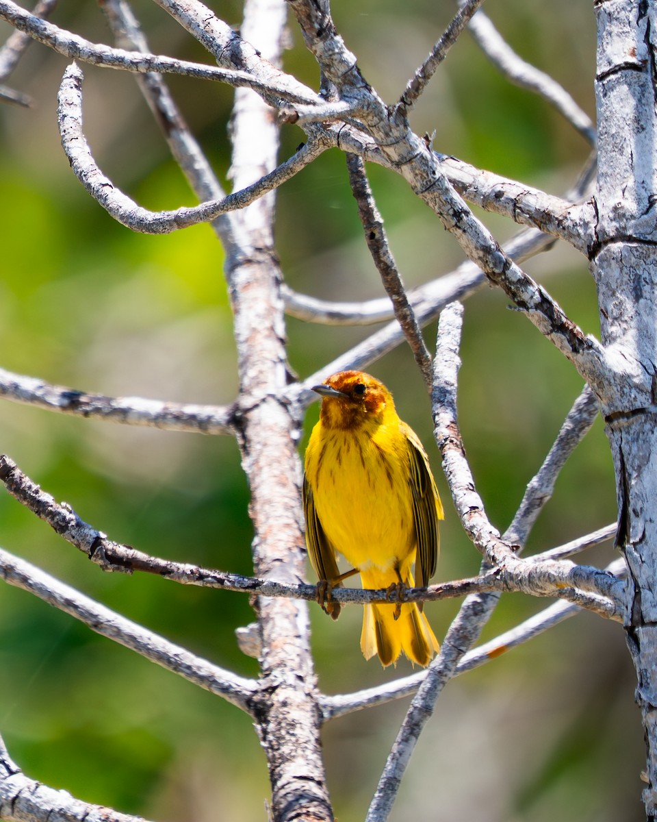 Yellow Warbler (Mangrove) - ML641496984