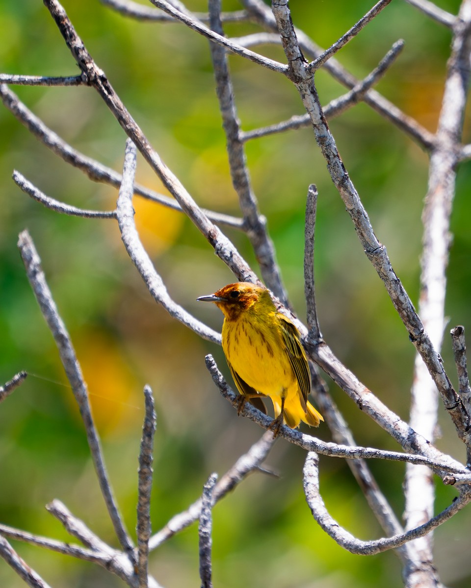 Yellow Warbler (Mangrove) - ML641496985